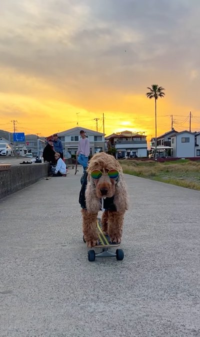 スケボーをする犬