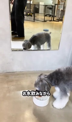 トリミング後のなぎちゃん3
