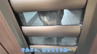 お留守番の維桜ちゃん