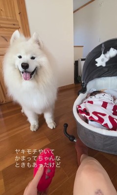 はくちゃんと赤ちゃん4