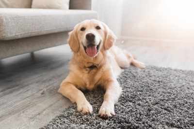 笑顔で伏せる犬