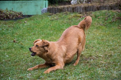 かがんで吠える茶の折れ耳の犬