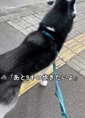 「あと9キロ歩く!」