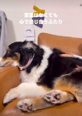 オーストラリアンシェパードのレアちゃん