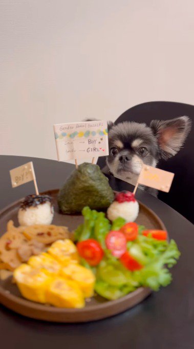 目の前に置かれたごはんを見つめる犬