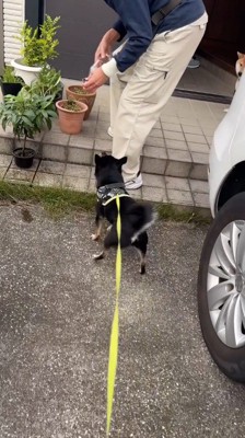 男性を見上げてしっぽを振る黒い犬