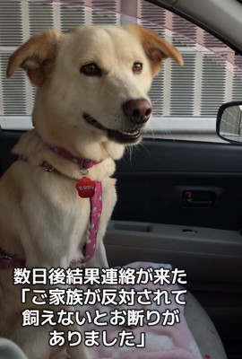 車内にいるきなこちゃん