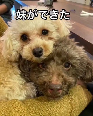 可愛い妹ができたよ♡