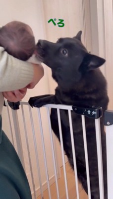 赤ちゃんの頭を舐める犬