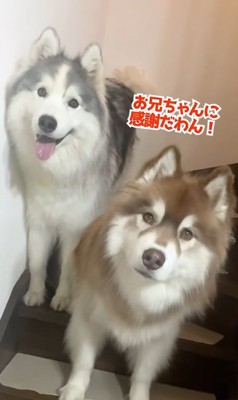 並ぶ2匹の大型犬