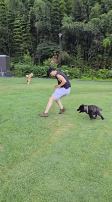 男性を追いかける黒い犬