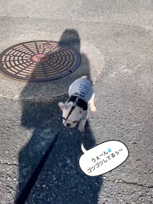 マンホールを下りる子犬