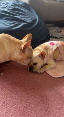 フレンチブルドッグに顔を近づける短頭種の犬