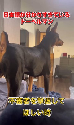 日本語を理解しすぎているルイくん9