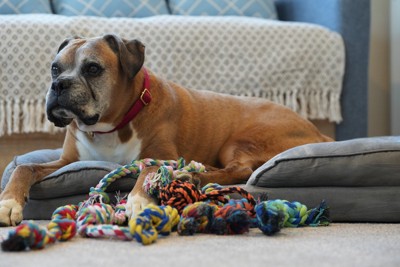 犬と複数のロープのおもちゃ