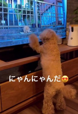 猫好きなチョコちゃん