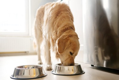ごはんを食べている犬