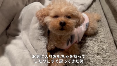 思わず夢中に