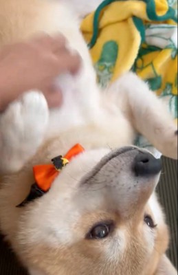 仰向けになって撫でてもらう柴犬