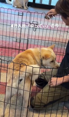 ゆってぃ君の変化6