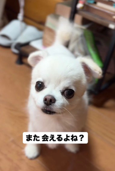 「きっとまた会えるよね？」