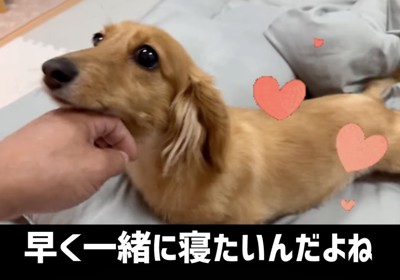 撫でられて甘える犬