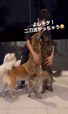 お母さんを歓迎する保護犬たち9