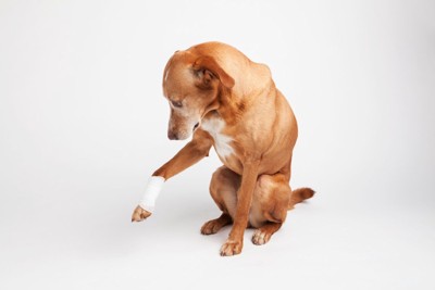 前足を怪我した犬
