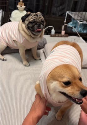 話を聞く2匹の犬