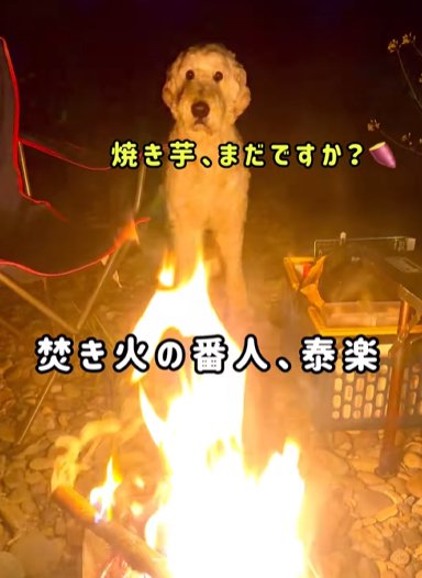 焚火の前に座るゴールデンドゥードゥル