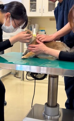 子犬を励ますスタッフさん