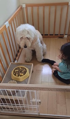 上目遣いでカメラを見つめるご飯の前に座った犬