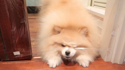 くぐり抜けられません！