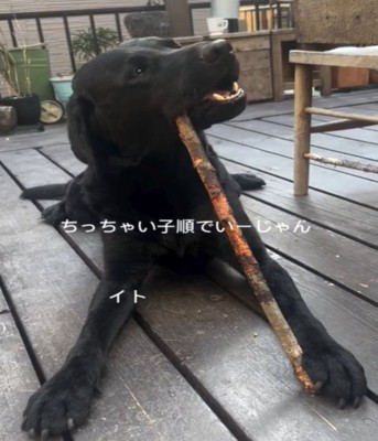 棒をかじる犬1