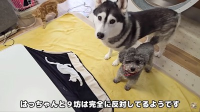 こたつ撤去に反対する2匹