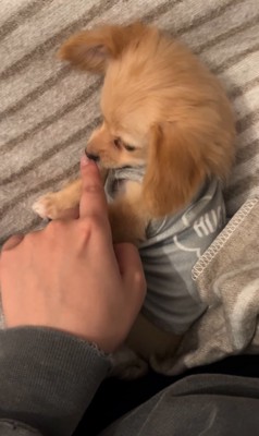 触ったのが飼い主の手だと確認する子犬
