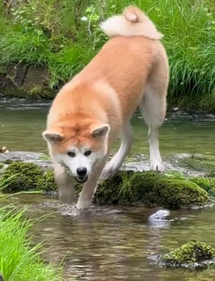 水に前足を入れている秋田犬