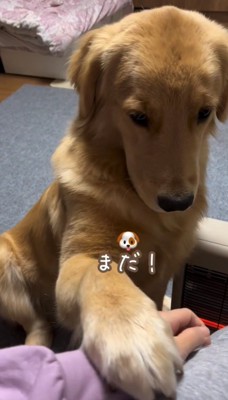 飼い主の腕に手を置く犬1