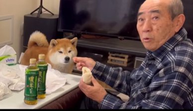 柴犬に自分の食べ物をあげて良いか確認するおじいちゃん