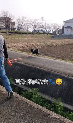 お父さんと定春くんのお散歩2