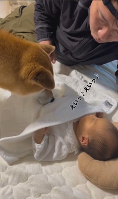 こてつ君と赤ちゃんの初対面6