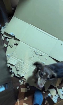 お留守番中にイタズラしたルクちゃん7