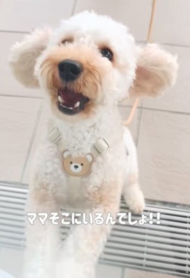 立ち上がる犬
