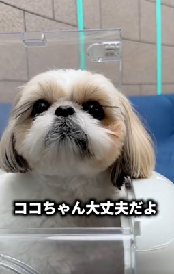 飼い主さんを見るココちゃん