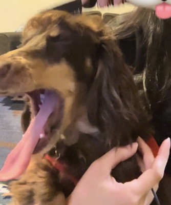 大きくあくびをする犬