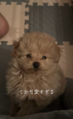 ポコくんの耳の変化4