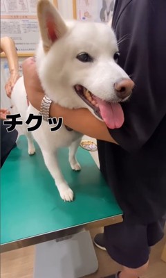 注射を打った時のだい吉くん4