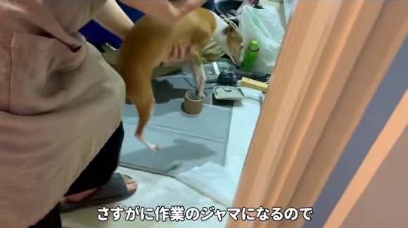 抱っこされることちゃん