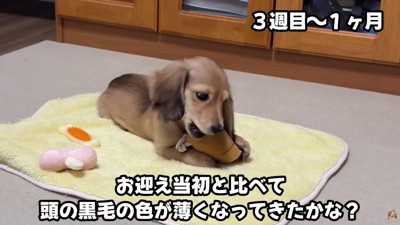 体つきも毛色も変化が…