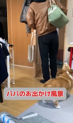 外出時のチリちゃんの対応の違い4